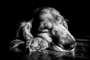Fotografía de mascotas